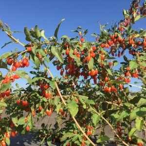 BAIES DE GOJI FRAÎCHES BIO 1kg