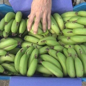 Bananes Crétoises Bio 1kg