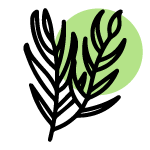 Plantes aromatiques
