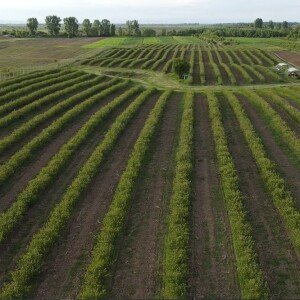 Baies d'aronia biologiques du cultivar Nero. Vente en gros uniquement.
