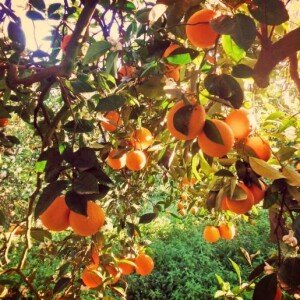 Oranges Navalines 1kg