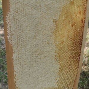 Miel d'acacia - Miel CRU 100% naturel 250 KG