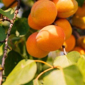 Abricots