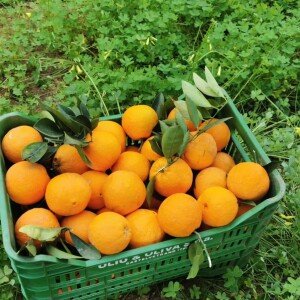 Oranges brésiliennes siciliennes
