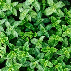 BIO Menthe Verte 1 botte