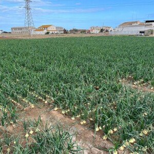 Spring Onion (Cébette)