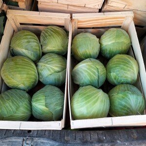 Chou vert lisse