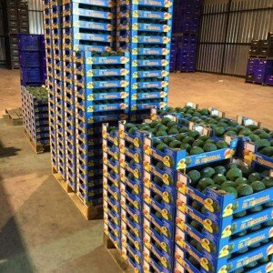 Avocats Hass Colombiens/Péruviens en caisses de 4 kg - Taille 22/24