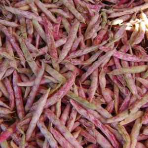 Haricots