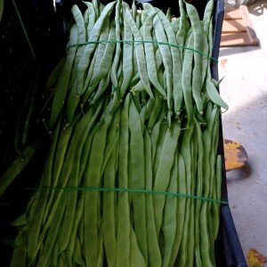 Haricots verts Piattoni