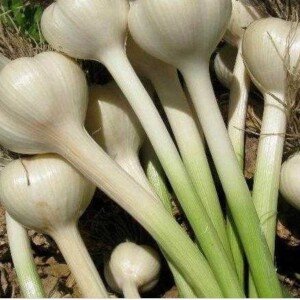 Ail frais - vendu avec feuille - en caisse de 10kg