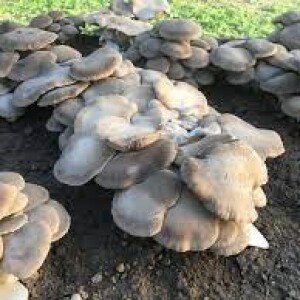champignon trompette du roi