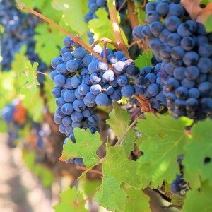 Raisins de Corinthe Sultana qualité A'