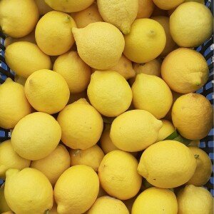 Citrons Maglina - Corinthe, Grèce