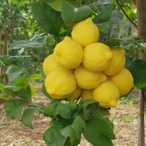 Citrons de Syracuse Femminello 1 kg