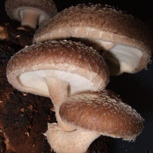 Champignons shiitake 1kg