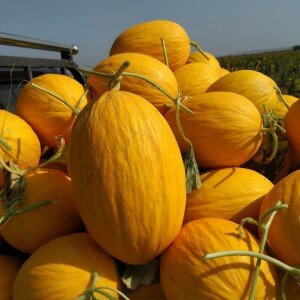 Melon Canari Jaune Maroc