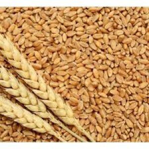 Blé local pour farine 1 kg