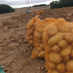 Pommes de terre