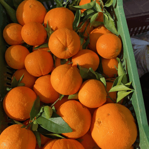 Oranges Merlin