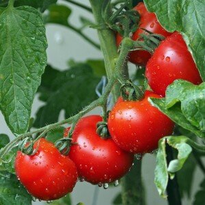 Tomates Botte bio 1kg